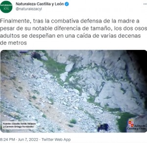 転落した場所で止まったメスと転げ落ちるオス（右）（画像は『Naturaleza Castilla y León　2022年6月7日付Twitter「Finalmente, tras la combativa defensa de la madre」』のスクリーンショット）