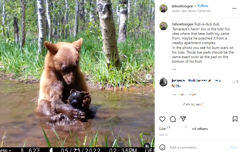 クマのおもちゃで遊ぶヒグマのタマラック（画像は『Tahoe Toogee　2022年5月27日付Instagram「Rub-a-dub dub」』のスクリーンショット）