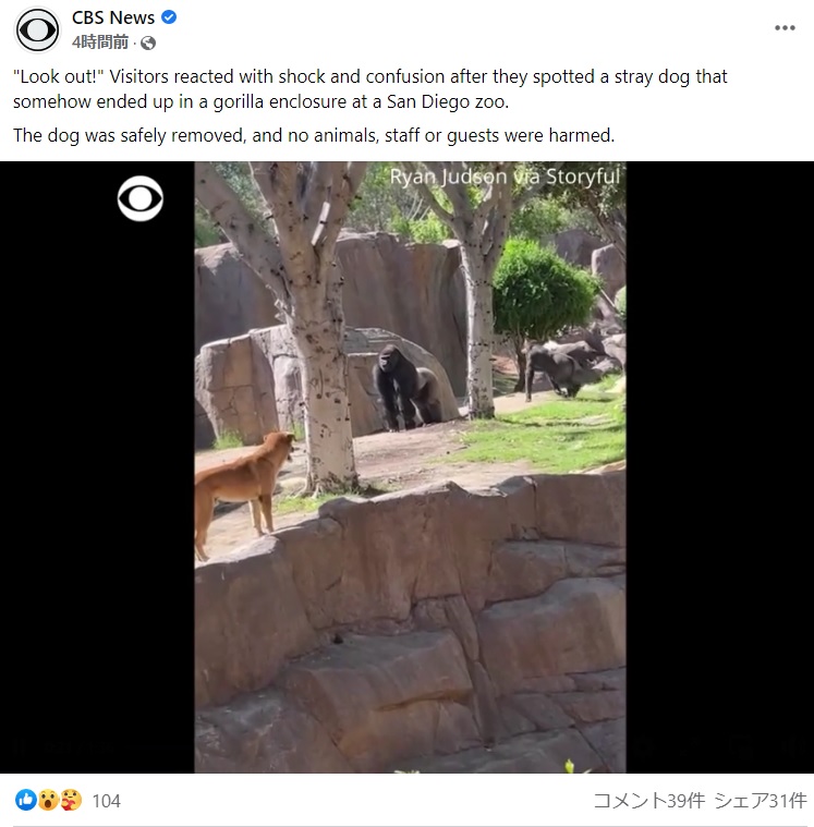囲いの中で対峙するゴリラと犬（画像は『CBS News　2022年6月14日付Facebook「“Look out!”」』のスクリーンショット）