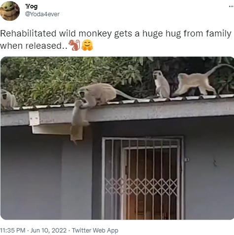 家族のもとに戻るベルベットモンキー（画像は『Yog　2022年6月10日付Twitter「Rehabilitated wild monkey gets a huge hug from family when released」』のスクリーンショット）