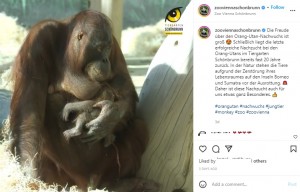ひとりで子育てをするサリ（画像は『Tiergarten Schönbrunn　2022年6月21日付Instagram「Die Freude über den Orang-Utan-Nachwuchs ist groß」』のスクリーンショット）