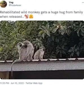 ハグする3匹（画像は『Yog　2022年6月10日付Twitter「Rehabilitated wild monkey gets a huge hug from family when released..」』のスクリーンショット）