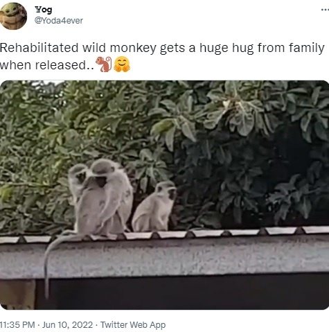 ハグする3匹（画像は『Yog　2022年6月10日付Twitter「Rehabilitated wild monkey gets a huge hug from family when released..」』のスクリーンショット）
