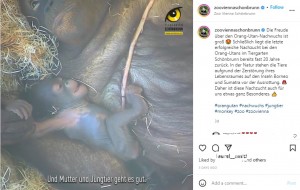 赤ちゃんを抱きしめるサリ（画像は『Tiergarten Schönbrunn　2022年6月21日付Instagram「Die Freude über den Orang-Utan-Nachwuchs ist groß」』のスクリーンショット）