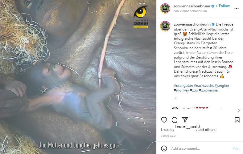 赤ちゃんを抱きしめるサリ（画像は『Tiergarten Schönbrunn　2022年6月21日付Instagram「Die Freude über den Orang-Utan-Nachwuchs ist groß」』のスクリーンショット）