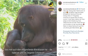 赤ちゃんにキスするサリ（画像は『Tiergarten Schönbrunn　2022年6月21日付Instagram「Die Freude über den Orang-Utan-Nachwuchs ist groß」』のスクリーンショット）