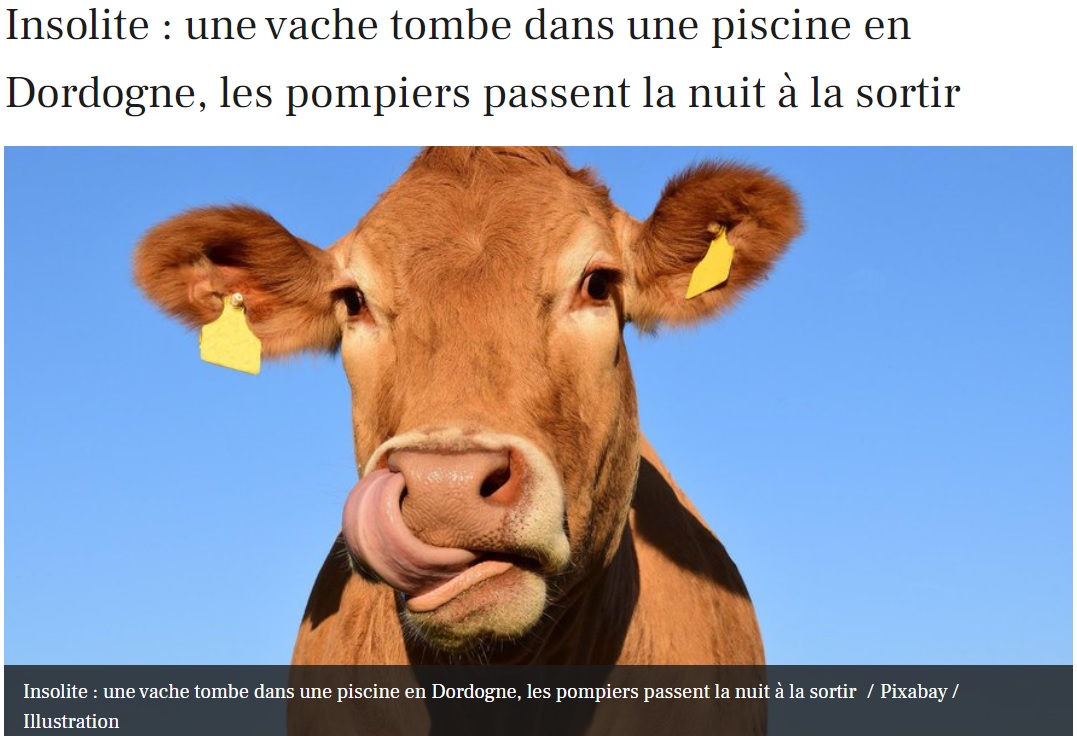 牛が民家のプールに落ちる珍事（画像は『La Dépêche　2022年6月13日付「Insolite : une vache tombe dans une piscine en Dordogne, les pompiers passent la nuit à la sortir」（Pixabay / illustration）』のスクリーンショット）