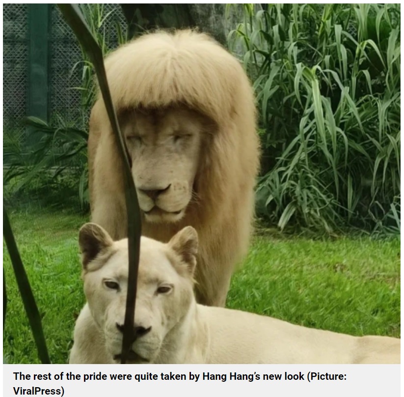 ユニークなヘアスタイルで注目を集めたハンハン（画像は『Metro　2022年5月31日付「Phroaarrrr! Lion becomes zoo’s mane attraction with new mullet hairstyle」（Picture: ViralPress）』のスクリーンショット）