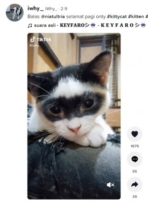 【海外発！Breaking News】顔にユニークな模様を持つ子猫　「アイマスクをしているみたい」と大人気に（インドネシア）＜動画あり＞