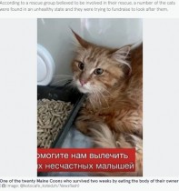 【海外発！Breaking News】20匹のネコ、亡くなったブリーダーを食べて2週間を生き延びる（露）