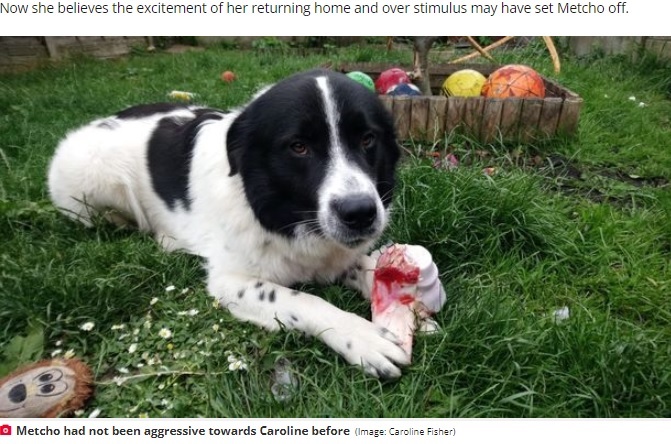 体重80キロもあったというメッチョ（画像は『Daily Record 　2022年6月20日付「Woman feared she’d die after her dog ‘tried to rip her apart’ when she got home from holiday」（Image: Caroline Fisher）』のスクリーンショット）