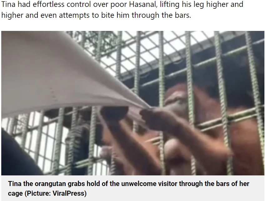 男性のTシャツを素早く掴んだオランウータン（画像は『Metro　2022年6月8日付「Zoo visitor instantly regrets taunting an orangutan for a selfie」（Picture: ViralPress）』のスクリーンショット）
