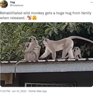 母ザルとハグするピアース（画像は『Yog　2022年6月10日付Twitter「Rehabilitated wild monkey gets a huge hug from family when released..」』のスクリーンショット）