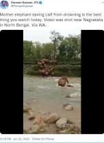 【海外発！Breaking News】川で溺れそうになる子ゾウを必死で助ける母ゾウに「これぞ母の愛！」（印）＜動画あり＞