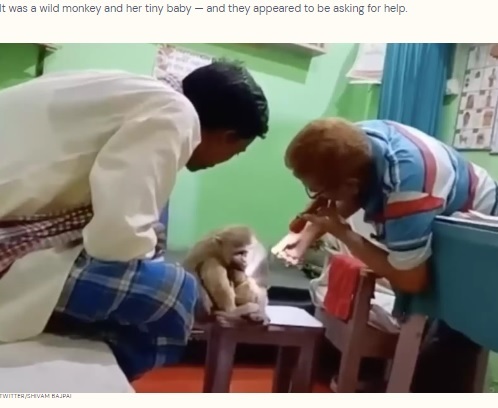医師の診察を受けるサルの親子（画像は『The Dodo　2022年6月11日付「Wild Monkey Walks Into Doctor’s Office To Get Help For Her Baby」（TWITTER/SHIVAM BAJPAI）』のスクリーンショット）