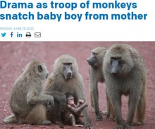 【海外発！Breaking News】サルの群れが民家に侵入　授乳中の赤子を連れ去り死亡させる（タンザニア）