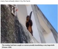【海外発！Breaking News】ナイフを持ったサルが1週間も街を徘徊　人々を脅すような仕草に「クレイジーだ」（ブラジル）＜動画あり＞