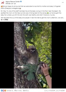 母親はすぐに我が子だと気がついた様子（画像は『Jaguar Rescue Center　2022年5月14日付Facebook「We are happy to announce that we were able to reunite this mother and baby 3-fingered sloths（Bradypus variegatus）.」』のスクリーンショット）
