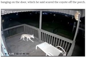 必死に柱を登ってコヨーテの襲撃から逃れることができた猫（画像は『Chron　2022年6月11日付「Video captures cat heroically fighting off coyote at Surfside,Texas home」』のスクリーンショット）