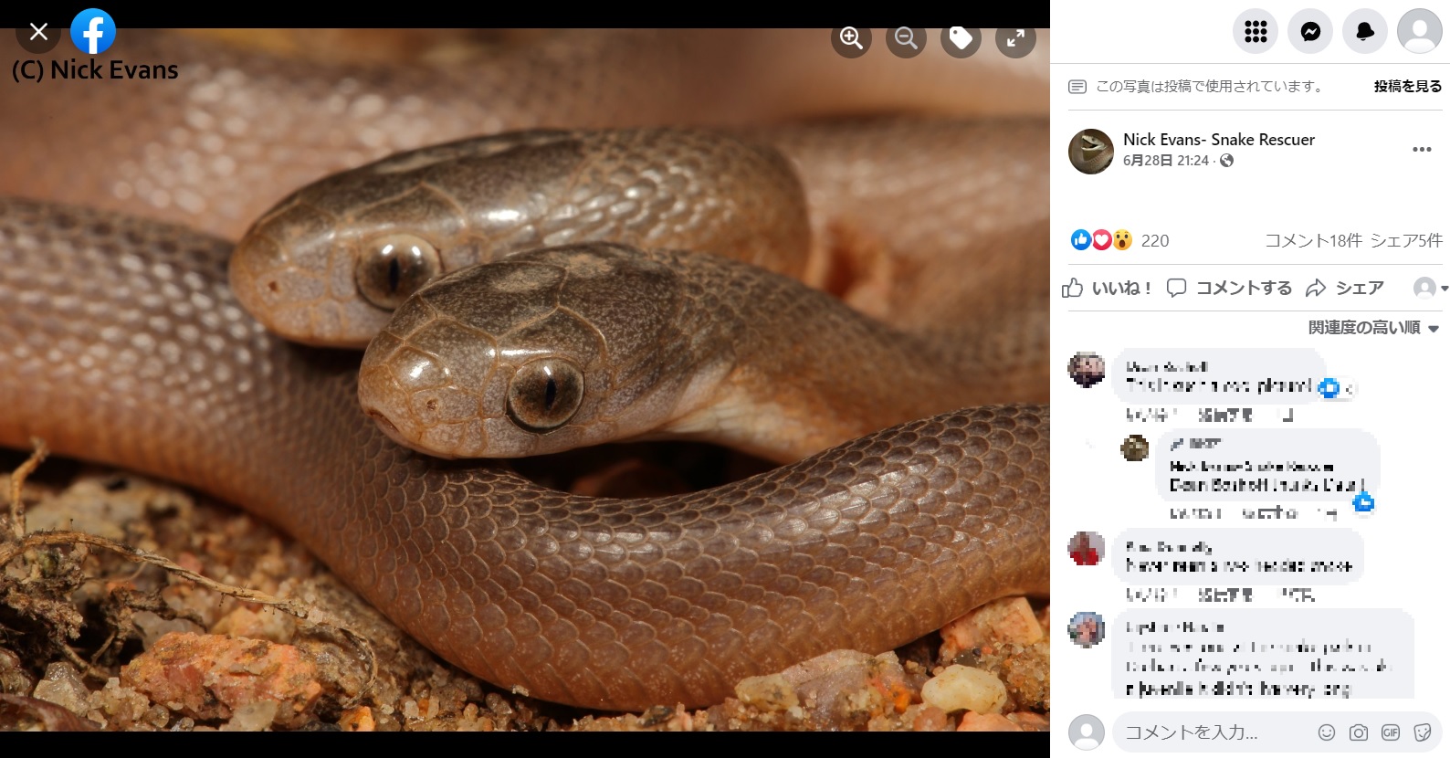 2つの頭を持つ小さなヘビ（画像は『Nick Evans　2022年6月28日付Facebook「Something different」』のスクリーンショット）