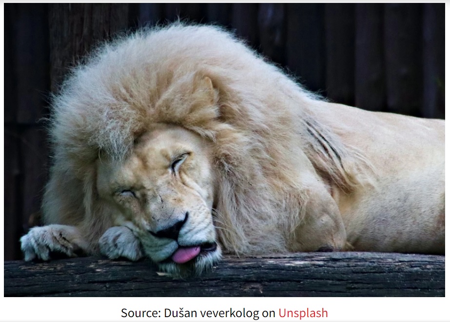 通常の長さのたてがみを持つホワイトライオンの姿（画像は『MustShareNews　2022年5月30日付「Guangzhou Zoo Lion Spotted With Straight Bangs, Instantly Becomes The Mane Attraction」（Source: Dušan veverkolog on Unsplash）』のスクリーンショット）