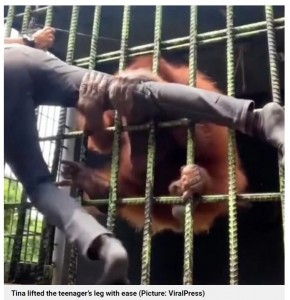 突然オランウータンに脚を掴まれたハサナルさん（画像は『Metro　2022年6月8日付「Zoo visitor instantly regrets taunting an orangutan for a selfie」（Picture: ViralPress）』のスクリーンショット）