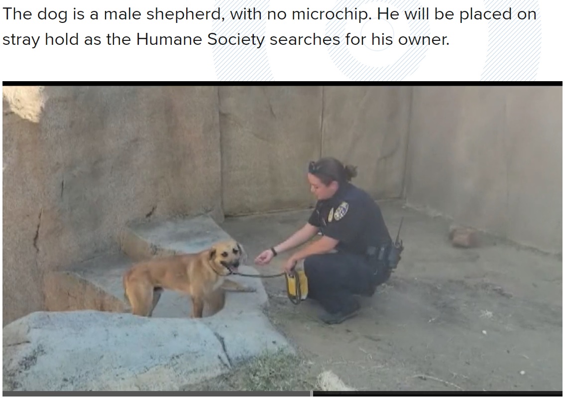 犬をなだめながら保護した動物愛護団体のスタッフ（画像は『CBS 8　2022年6月13日付「Dog removed after entering gorilla enclosure at San Diego Zoo Safari Park」』のスクリーンショット）