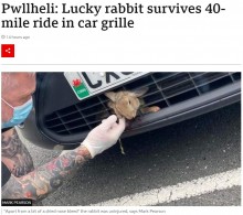 車にはねられバンパーに閉じ込められたウサギ、約3時間を過ごすも奇跡的に無事（英）