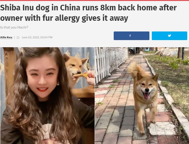 飼い主の女性と約8年を過ごした柴犬（画像は『Mothership.SG　2022年6月2日付「Shiba Inu dog in China runs 8km back home after owner with fur allergy gives it away」（Image taken from＠044440ZYZ/Douyin.）』のスクリーンショット）
