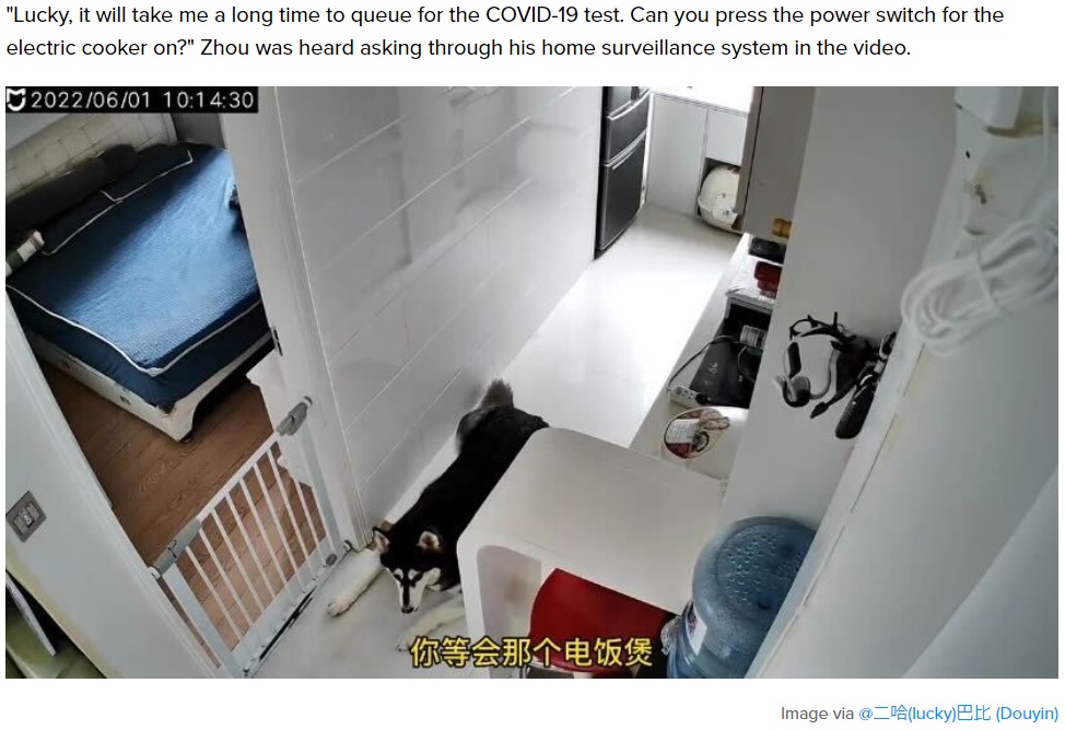 監視カメラから聞こえる飼い主の声に犬は…（画像は『SAYS　2022年6月9日付「［VIDEO］ This Husky In China Knows How To ‘Cook’ Rice For Its Owners When They’re Away」（Image via ＠二哈（lucky）巴比（Douyin））』のスクリーンショット）