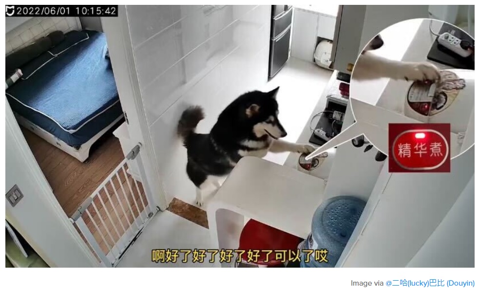 見事に炊飯器のスイッチをオンにしたラッキー（画像は『SAYS　2022年6月9日付「［VIDEO］ This Husky In China Knows How To ‘Cook’ Rice For Its Owners When They’re Away」（Image via ＠二哈（lucky）巴比（Douyin））』のスクリーンショット）