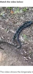 伸縮性のある顎を上手に使うキングヘビ（画像は『NDTV.com　2022年6月14日付「Video Shows Snake Eating Bigger Snake, Internet Says “King Got Him”」』のスクリーンショット）