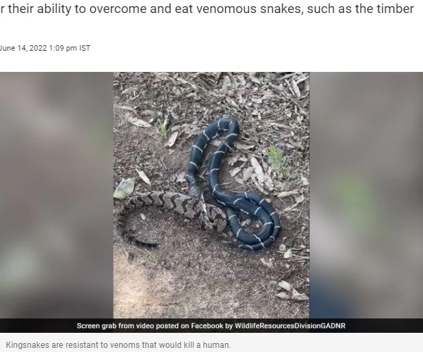 自分より大きなヘビを丸呑みにするキングヘビ（画像は『NDTV.com　2022年6月14日付「Video Shows Snake Eating Bigger Snake, Internet Says “King Got Him”」』のスクリーンショット）
