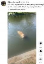 ボールを取りに湖に入った犬、別のものをくわえて戻ってきた姿に飼い主衝撃（米）＜動画あり＞