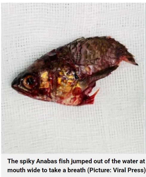 体が千切れ、頭だけになっていた魚（画像は『Metro　2022年6月1日付「Fisherman almost choked to death when his catch jumped out of water and down his throat」（Picture: Viral Press）』のスクリーンショット）