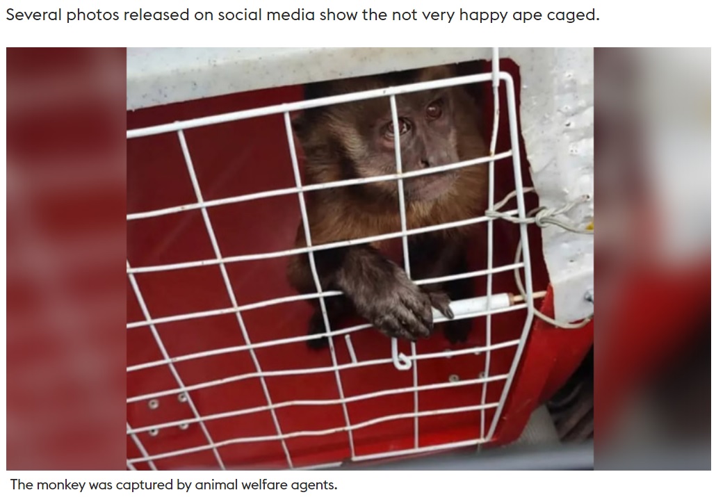動物保護団体に捕獲されたサル（画像は『Gulf Today　2022年6月26日付「VIDEO: Knife-wielding monkey that terrorised Brazilian city, captured」』のスクリーンショット）