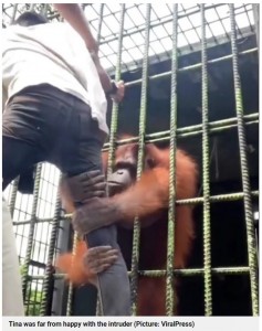 がっちりとハサナルさんの脚にしがみ付くオランウータン（画像は『Metro　2022年6月8日付「Zoo visitor instantly regrets taunting an orangutan for a selfie」（Picture: ViralPress）』のスクリーンショット）