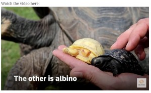 2匹生まれたうち、片方は通常の色をしていた（画像は『The Indian Express　2022年6月6日付「Watch: Rare albino Galapagos giant tortoise born at Swiss zoo」』のスクリーンショット）