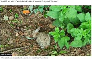 お詫びのニンジンとともに森に放たれたウサギ（画像は『BBC　2022年6月20日付「Pwllheli: Lucky rabbit survives 40-mile ride in car grille」（MARK PEARSON）』のスクリーンショット）