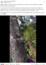 【海外発！Breaking News】木から落下したナマケモノの赤ちゃん、母親との再会シーンに「なんて素敵な瞬間」（コスタリカ）＜動画あり＞