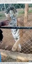 【海外発！Breaking News】トラをなでようとした飼育員、手を噛まれて引っ張られ4日後に死亡（メキシコ）＜動画あり＞