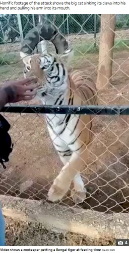 金網の間から手を入れる飼育員の男性（画像は『The Sun　2022年6月15日付「MAULED TO DEATH Zookeeper dies after tiger savages his arm in horrifying video after he stuck his hand through fence」（Credit: CEN）』のスクリーンショット）