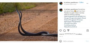 【海外発！Breaking News】アフリカで最も危険な毒ヘビ「ブラックマンバ」が絡み合う（南ア）＜動画あり＞