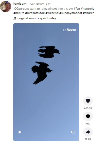 空を舞う2羽のワタリガラス（画像は『ryan lumley　2022年3月14日付TikTok「100percent want to reincarinate into a crow」』のスクリーンショット）