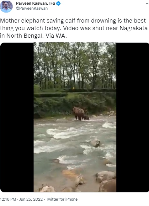 岸にたどり着いた2頭（画像は『Parveen Kaswan, IFS　2022年6月25日付Twitter「Mother elephant saving calf from drowning is the best thing you watch today.」』のスクリーンショット）