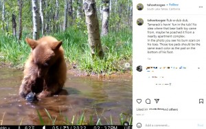 クマのおもちゃを水に沈めるタマラック（画像は『Tahoe Toogee　2022年5月27日付Instagram「Rub-a-dub dub」』のスクリーンショット）