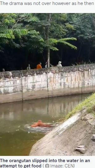 水堀に落ちてしまったオランウータン（画像は『The Mirror　2022年6月30日付「Hero zookeeper jumps into moat to rescue drowning orangutan and gives animal CPR」（Image: CEN）』のスクリーンショット）