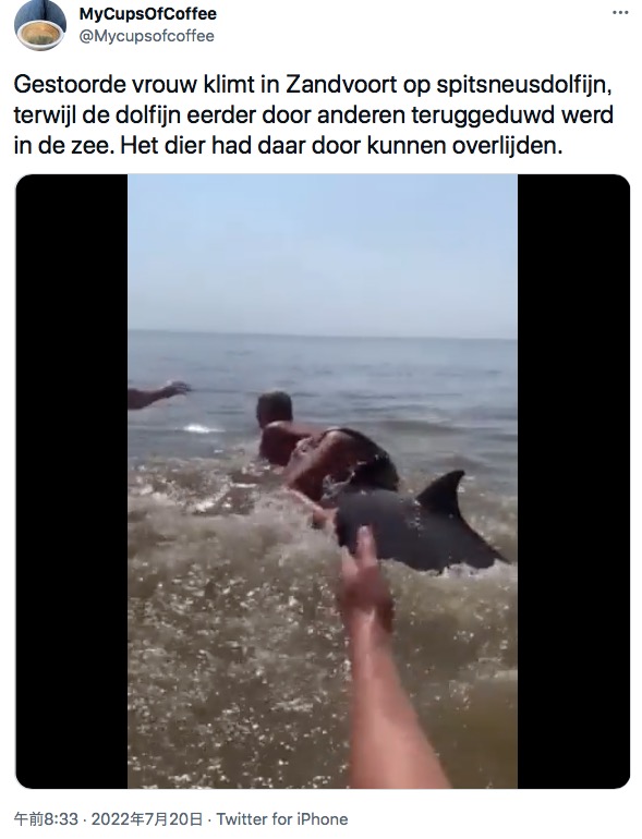 イルカの背中に乗ろうとする女性（画像は『MyCupsOfCoffee　2022年7月20日付Twitter「Gestoorde vrouw klimt in Zandvoort op spitsneusdolfijn, terwijl de dolfijn eerder door anderen teruggeduwd werd in de zee.」』のスクリーンショット）