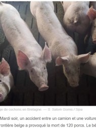 【海外発！Breaking News】交通事故で死んだ豚120頭のために　動物愛護団体が市に慰霊碑建設を要請（仏）
