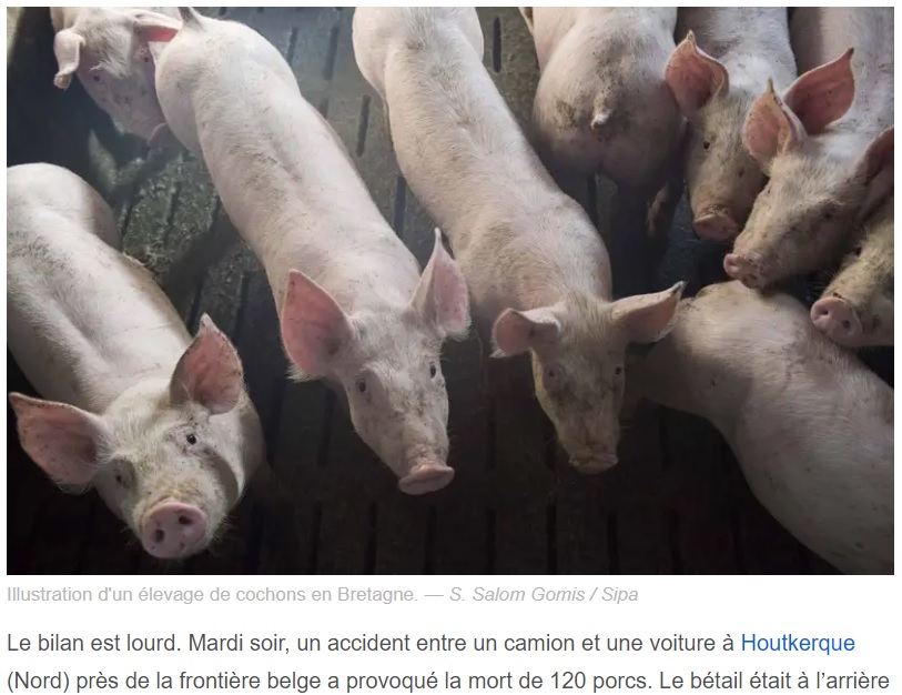 120頭の豚の死に動物保護団体「PETA」が動く（画像は『20 Minutes　2022年6月22日付「Nord : 120 porcs tués dans un accident de la route」（S. Salom Gomis / Sipa）』のスクリーンショット）
